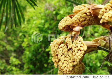 A male palm flower that grows larger day by day 102154963