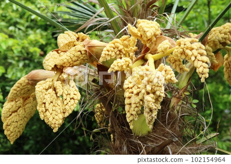 A male palm flower that grows larger day by day 102154964