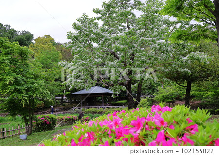 春天的花朵 102155022