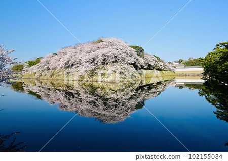 Hikone Castle behind the cherry blossoms in the moat 102155084