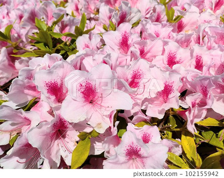 杜鵑花的花 杜鵑花的花 102155942