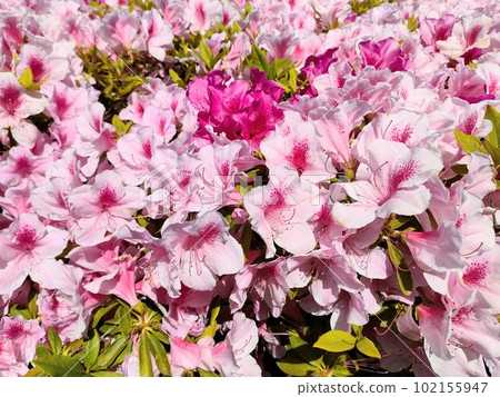 杜鵑花的花 102155947