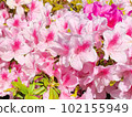 Azalea's flower 102155949