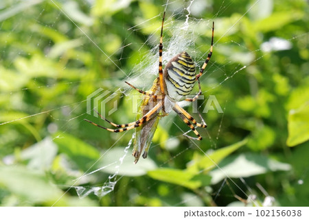 腫脹的 Argiope Argiope 102156038