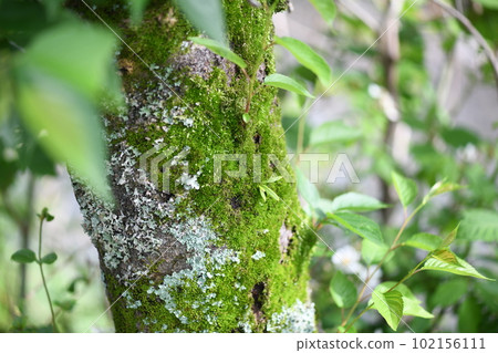 長在老櫻桃樹上的苔蘚 長在老櫻桃樹上的苔蘚 102156111