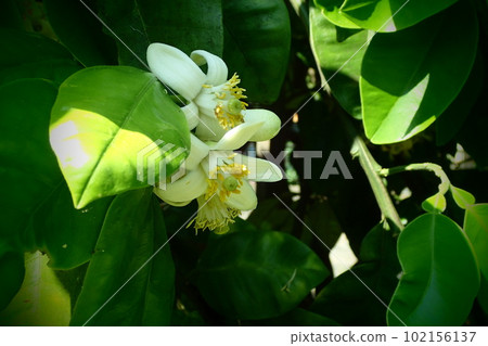 Evening white yuzu flower Evening white yuzu flower 102156137