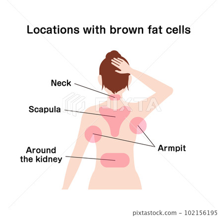 Areas with many brown fat cells / Female upper body illustration vector illustration (English) Areas with many brown fat cells / Female upper body illustration vector illustration (English) 102156195