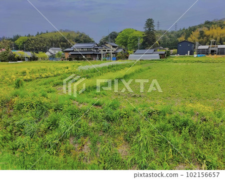 里山蘿蔔花盛開的景色 102156657