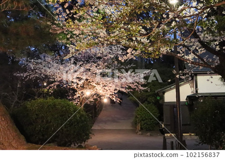 Cherry blossom viewing at Okazaki Park Okazaki City Okazaki Park Okazaki Castle Ieyasu Tokugawa Sakura Festival Cherry blossom viewing at Okazaki Park Okazaki City Okazaki Park Okazaki Castle Ieyasu Tokugawa Sakura Festival 102156837