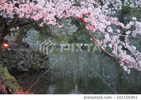 岡崎公園賞櫻 岡崎市 岡崎公園 岡崎城 德川家康櫻花節 102156901