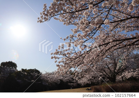 名古屋市綠區小高綠地櫻花節 名古屋市綠區小高綠地櫻花節 102157664