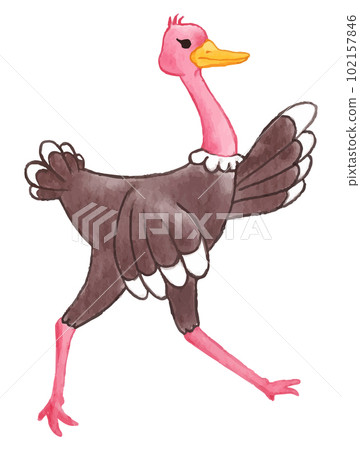 Ostrich . Watercolor paint design . Cute animal cartoon character . Running gesture . Vector . Ostrich . Watercolor paint design . Cute animal cartoon character . Running gesture . Vector . 102157846
