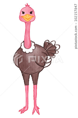 Ostrich . Watercolor paint design . Cute animal cartoon character . Standing gesture . Vector . Ostrich . Watercolor paint design . Cute animal cartoon character . Standing gesture . Vector . 102157847