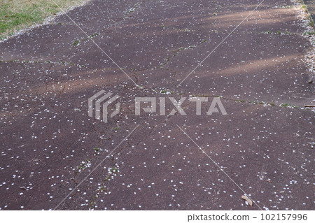 大高綠地公園 大高綠地櫻花觀賞步道 大高綠地公園 大高綠地櫻花觀賞步道 102157996