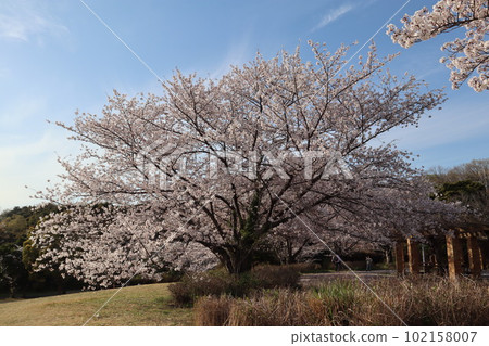大高綠地公園 大高綠地櫻花觀賞步道 102158007