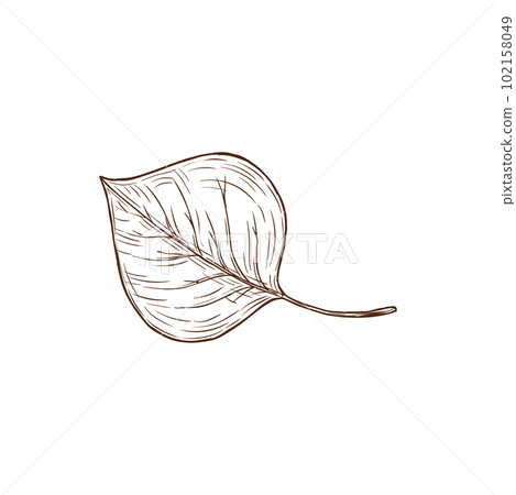 Sketch aspen leaf, vector autumn foliage, fallen tree leaf of brown color with streaks isolated on white background, hand drawn design element, natural object Sketch aspen leaf, vector autumn foliage, fallen tree leaf of brown color with streaks isolated on white background, hand drawn design element, natural object 102158049