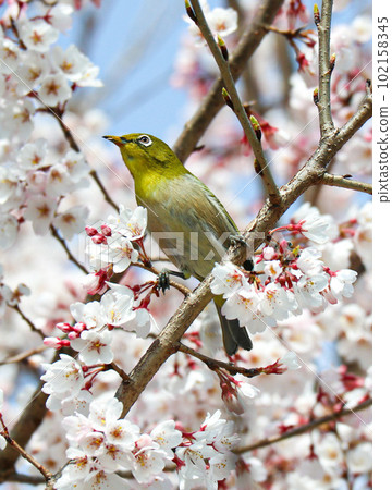 White-eye White-eye 102158345