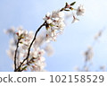 blue sky flower 102158529