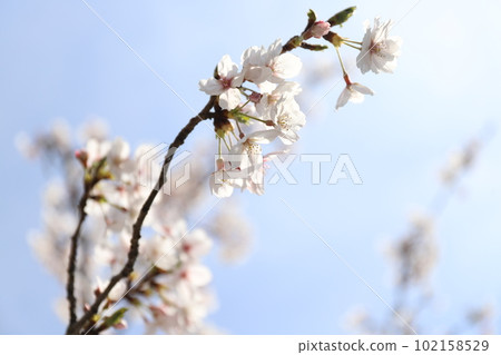 blue sky flower 102158529