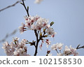 pretty flowers in the blue sky 102158530
