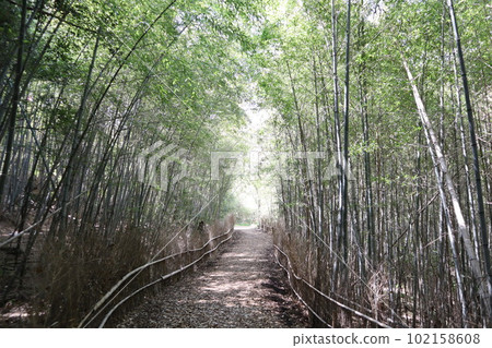 大高綠地公園 大高綠地竹筍挖掘 竹筍挖掘 大高綠地公園 大高綠地竹筍挖掘 竹筍挖掘 102158608