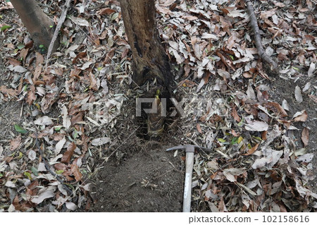 Odaka Ryokuchi Park Odaka Ryokuchi Bamboo Shoot Digging Bamboo Shoot Digging Odaka Ryokuchi Park Odaka Ryokuchi Bamboo Shoot Digging Bamboo Shoot Digging 102158616
