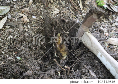 大高綠地公園 大高綠地竹筍挖掘 竹筍挖掘 大高綠地公園 大高綠地竹筍挖掘 竹筍挖掘 102158636