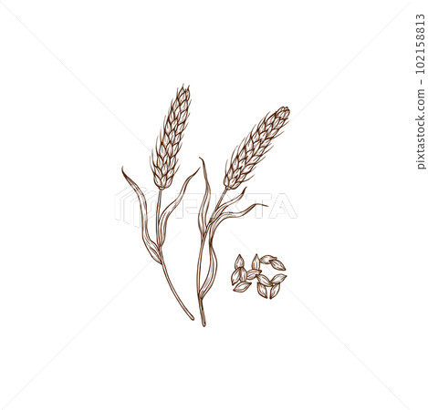 Barley Hordeum vulgare cereal grain plant and spikes isolated monochrome icon. Vector superfood gluten free spikes, porridge ingredient. Wheat field plant, organic healthy food cultivation agriculture 102158813