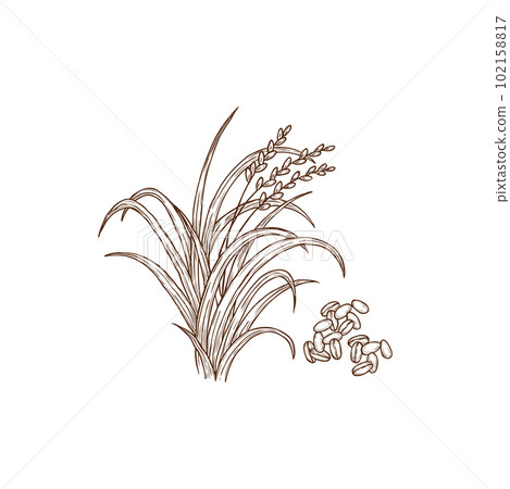 Rice plant oryza sativa common asian plant isolated monochrome icon. Vector superfood, wild Oryza glaberrima African rice. Porridge ingredient, agriculture and farming cereal crop, organic food 102158817