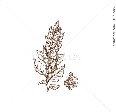 Quinoa plant and seeds superfood isolated monochrome icon. Vector cereal crop, sorghum field plant rich in protein, dietary fiber, B vitamins and minerals. Agriculture cultivation, Chenopodium quinoa 102158818