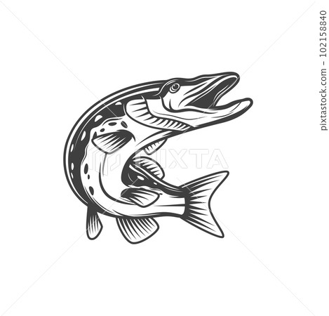 Pike fish or freshwater pickerel and walleye, vector isolated icon. Freshwater and marine fish, food and fishing pike or pickerel walleye, fishery market catch Pike fish or freshwater pickerel and walleye, vector isolated icon. Freshwater and marine fish, food and fishing pike or pickerel walleye, fishery market catch 102158840