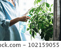 Young woman in blue shirt with spray with water takes care of houseplant in living room at home 102159055