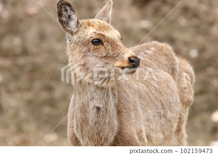 A female Yezo deer came to eat spring grass A female Yezo deer came to eat spring grass 102159473
