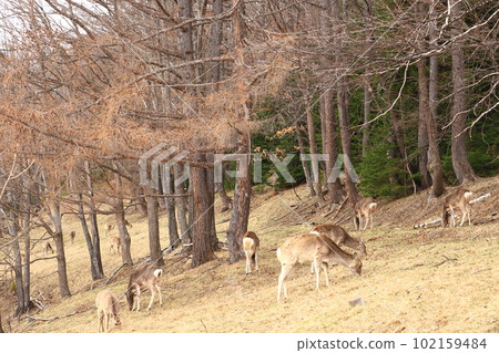 A herd of Yezo deer came to eat spring grass A herd of Yezo deer came to eat spring grass 102159484