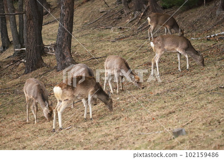 A herd of Yezo deer came to eat spring grass A herd of Yezo deer came to eat spring grass 102159486