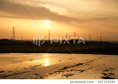 Rice field and sunset Rice field and sunset 102159584