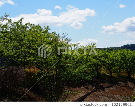 Fresh green tree 102159961