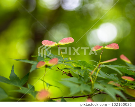 Early summer Acer palmatum with winged fruit [Maple propeller] 102160025