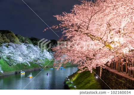 "Tokyo" Chidorigafuchi in spring, night view of cherry blossoms in full bloom "Tokyo" Chidorigafuchi in spring, night view of cherry blossoms in full bloom 102160034