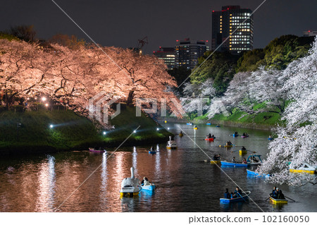 "Tokyo" Chidorigafuchi in spring, night view of cherry blossoms in full bloom "Tokyo" Chidorigafuchi in spring, night view of cherry blossoms in full bloom 102160050
