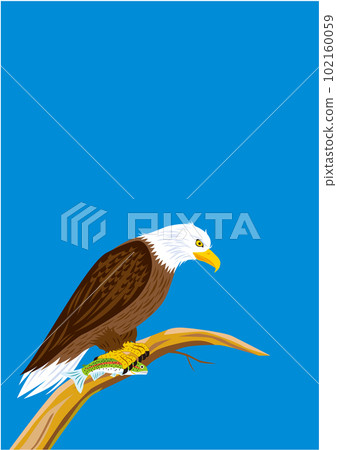 白頭鷹抓到魚的插圖(豎版) 白頭鷹抓到魚的插圖(豎版) 102160059
