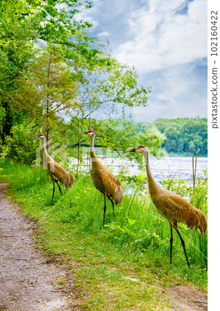 Sandhill Cranes in Kensigton Sandhill Cranes in Kensigton 102160422