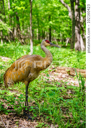 Sandhill Crane Sandhill Crane 102160423