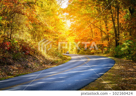 Road through fall forest 102160424