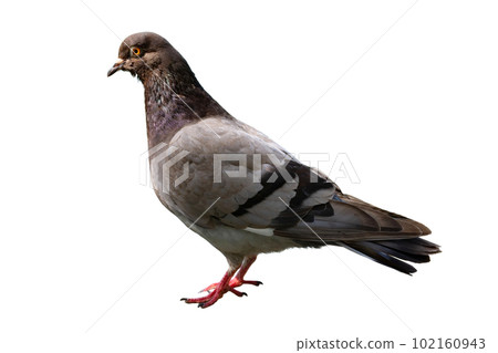 The dove is isolated on a white background. White-gray bird. 102160943