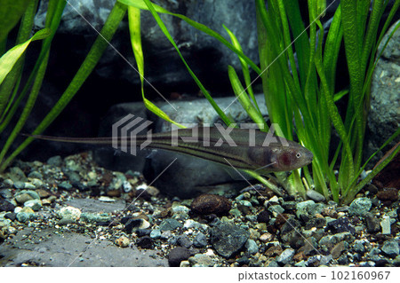 玻璃刀魚缸 102160967