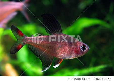 Rosie Tetra 雄性水族館 102160968