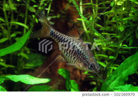 檢查閥鯉魚伴侶水族館 102160970