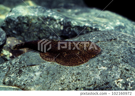 Hillstream roach Spotted Hillstream roach Taninobori 家族 Hillstream roach Spotted Hillstream roach Taninobori 家族 102160972