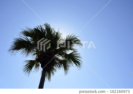 Silhouette palm trees and blue sky Washington palm graphic material Silhouette palm trees and blue sky Washington ya Silhouette palm trees and blue sky Washington palm graphic material Silhouette palm trees and blue sky Washington ya 102160973